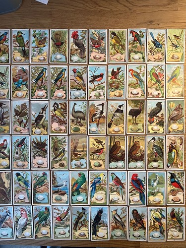 Wills birds of - (australia),