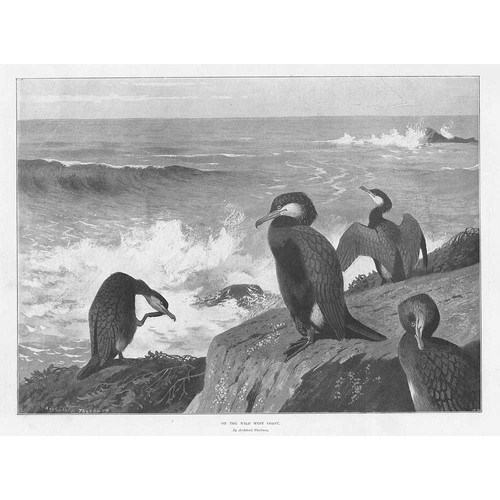 Archibald thorburn cormorants - archibald,
