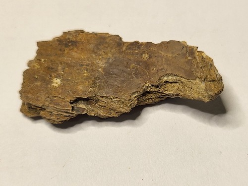 Rex vertebra dinosaur - t-rex,