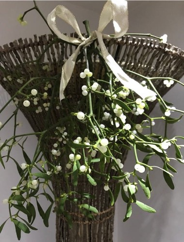 Fresh teme valley mistletoe - fresh,