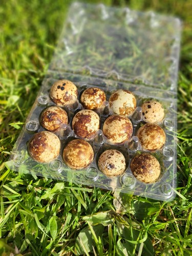 Quail eggs x12 - eggs,