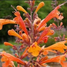 Agastache aurantiaca navajo - aurantiaca, "navajo