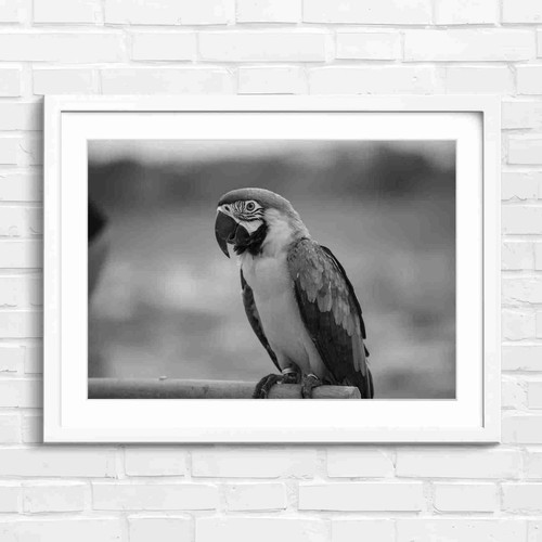 Blue and gold macaw - and,