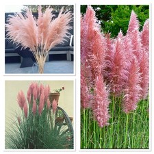 Pampas grass pink hybrid,Hardy