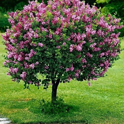 Dwarf korean lilac tree - korean,