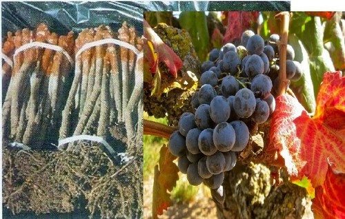 Rootstok graft vines - ,