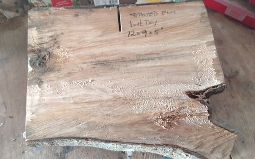 Spalted elm bowl - elm, blank