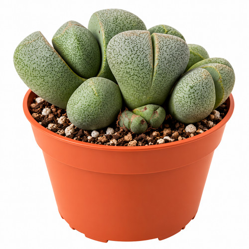 Pleiospilos nelii split - pleiospilos,