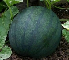 WATERMELON SEEDS 25+ SUGAR