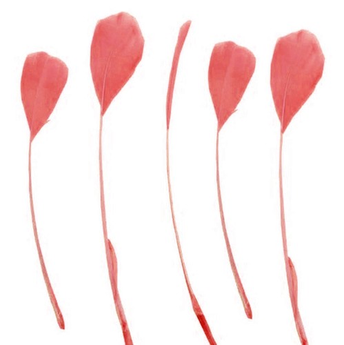 Stripped coque feathers 5 - stripped,