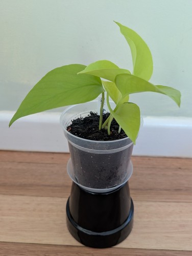 Epipremnum aureum neon - aureum, 'neon'