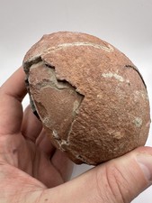 Large Unprepared Fossil Hadrosaur Dinosaur Egg - Fossil Dinosaur Egg 