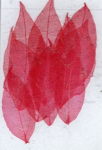 Red skeleton leaves - skeleton,