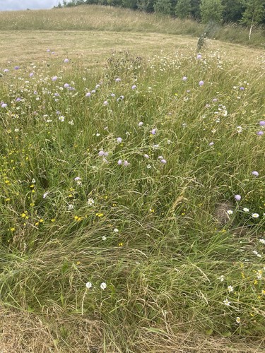 Meadow hay bales - meadow,