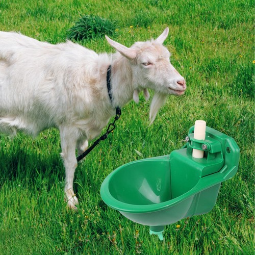 Sheep water bowl cattle - water, bowl,