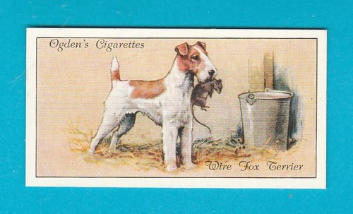 Dogs ogdens ltd - ogdens, ltd.