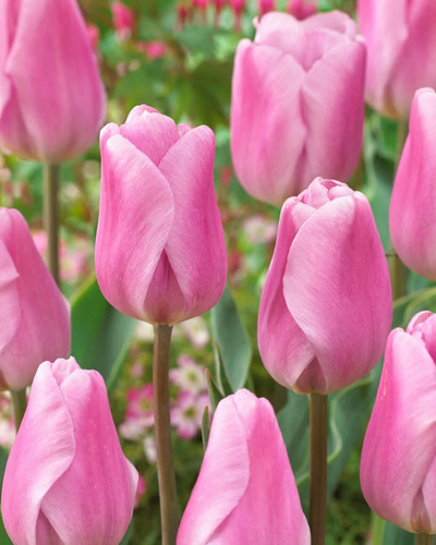 New tulips synadea amore - 20,