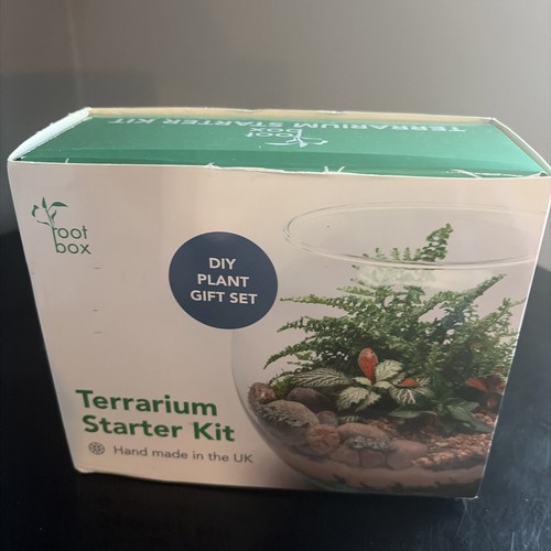 Terrarium starter plant - terrarium,
