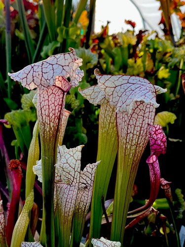 Sarracenia charmaine rare - x,