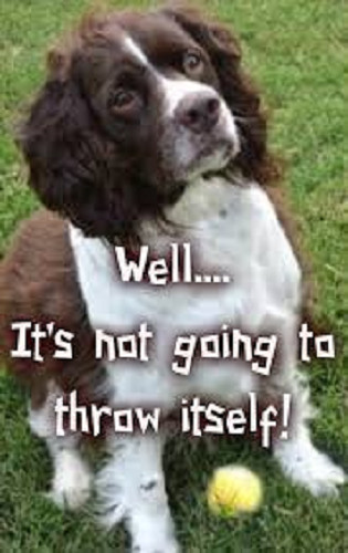 Springer spaniel dog - springer,