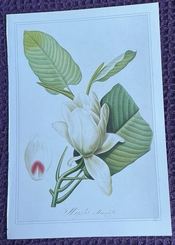 Print bigleaf magnolia - of,
