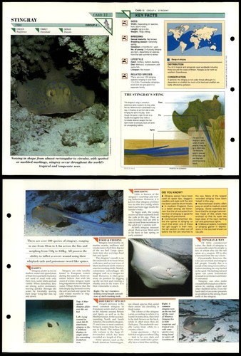 Stingray fish wildlife - stingray,