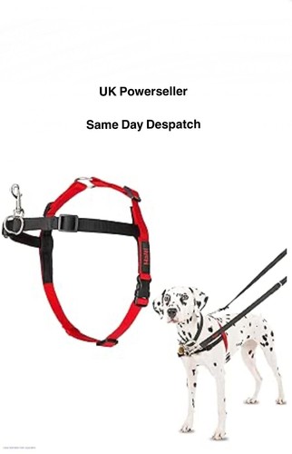Halti dog front - dog, control