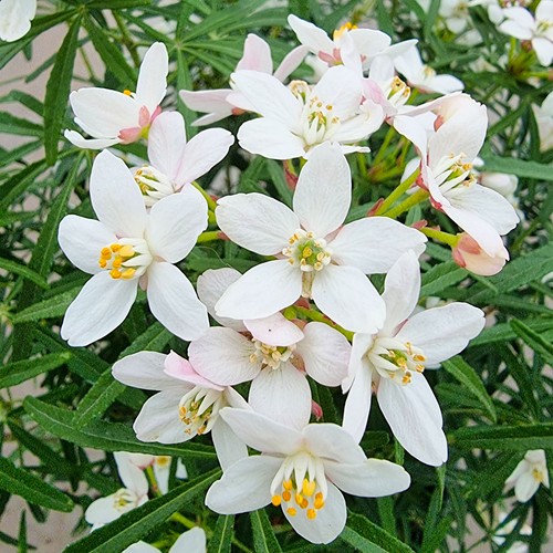Choisya scented gem mexican - scented,