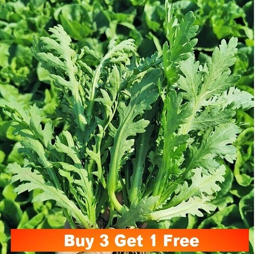 200x seeds crown daisy - 200x,