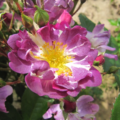 Veilchenblau 5lt potted - veilchenblau, 5.5lt