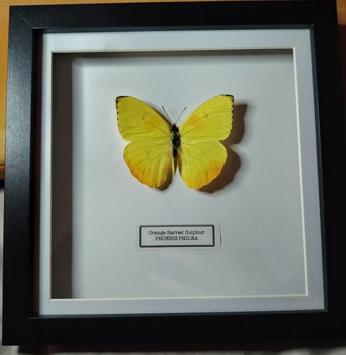 Framed butterfly taxidermy - framed,