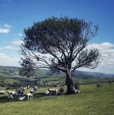 Holly Tree Sapling (Ilex