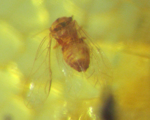 Pliocene amber kenya - pliocene,