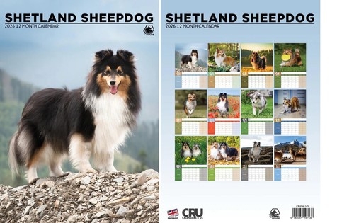 Shetland sheepdog 2026 - sheepdog,