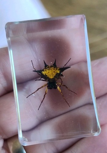 Real spider spiney bug insect - real,