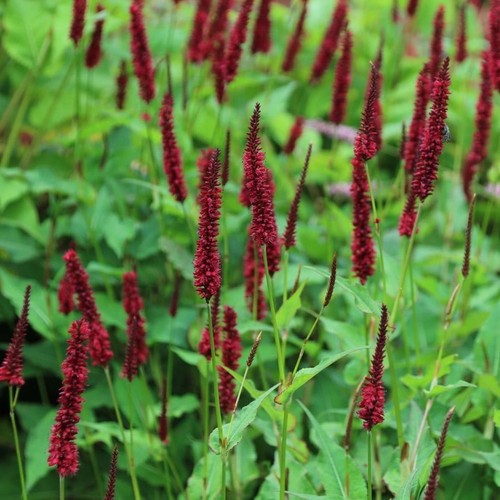 Persicaria blackfield - 1,