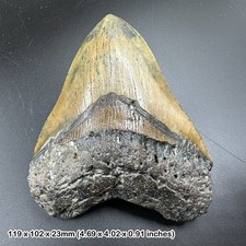 Authentic 5" huge carcharodon megalodon fossil shark tooth - miocene era |