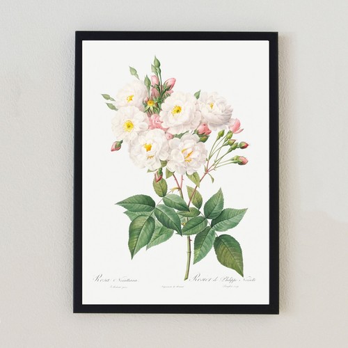 Botanical vintage white rose - botanical,