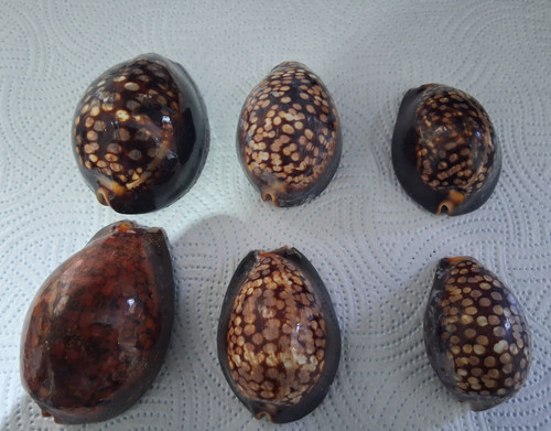 Vintage humpback cowrie - humpback,