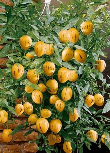Pepino melon copa - pepino,