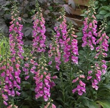 Foxglove Digitalis 'Panther'