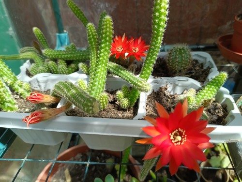 Peanut cactus rooted suculent
