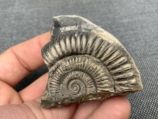 Pyrite Fossil Ammonite