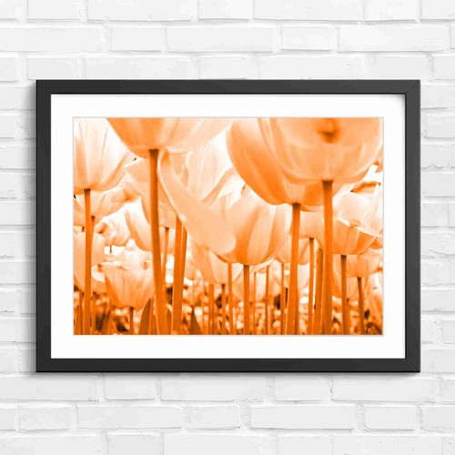 Soft pink tulip floral - soft,