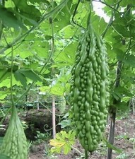 ☘️Asian/Bangladeshi Hybrid