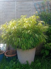 Umbrella Bamboo And Large Terracotta Pot