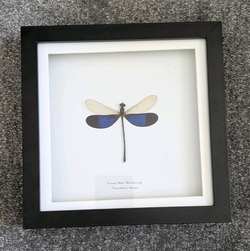 Dragonfly taxidermy frame - dragonfly,