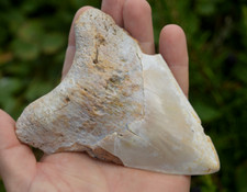BIG 100% genuine MEGALODON SHARK TOOTH, 5.1", white with sharp serrations #B1