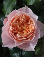 FLORIBUNDA ROSE VUVUZELA PEACH