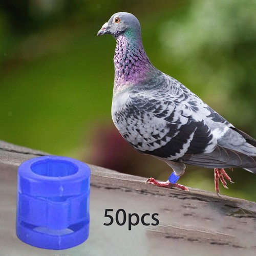 Pieces 35inch race pigeon - 50,